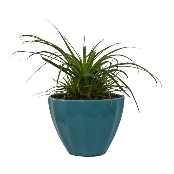 گیاه مدل برگدار مدل ۱ - تصویر 1