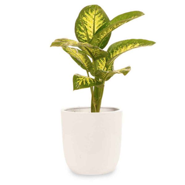 گیاه مدل برگدار مدل ۴ - تصویر 1